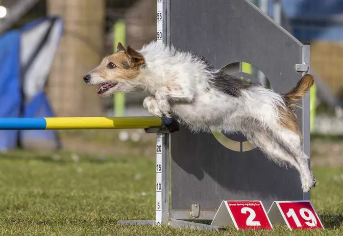 Hund Nina in der Mitte eines Sprungs beim Hunde Agility Wettbewerb