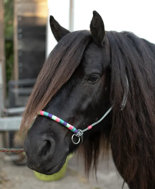 Dunkles Pferd mit Seilhalfter in bunten Farben